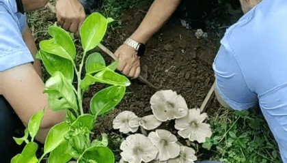 云南一派出所草坪连续36年长鸡枞:比老民警警龄还长,大自然的馈赠没有停过